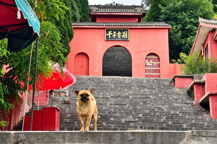 Beyond Sightseeing: Why Travelers Are Seeking Authentic Temple Experiences in China