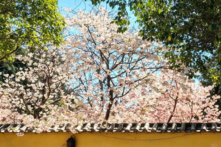 The Wisdom of Chinese Solar Terms: Discovering Nature, Balance, and Traditional Temple Life