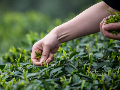Mengding Mountain Tea Culture Experience Mengding Mountain Tea Culture Experience